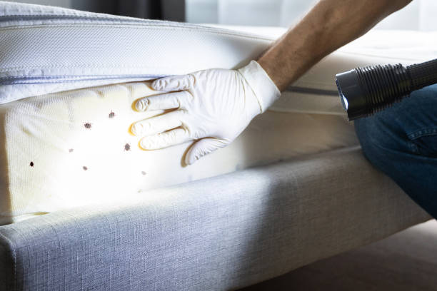 Best Affordable Pest Control Services  in Lmdale, PA