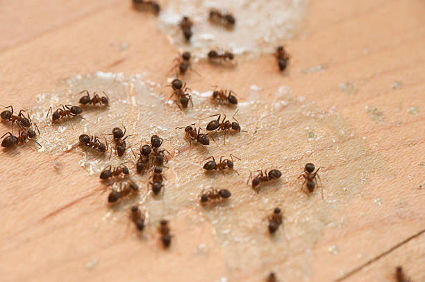 Best Mosquito Control Services  in Lmdale, PA